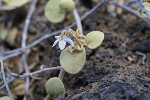 Nelson's Horsenettle