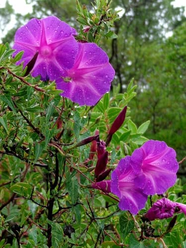Ipomoea miquihuanensis