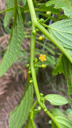 Witheringia mortonii