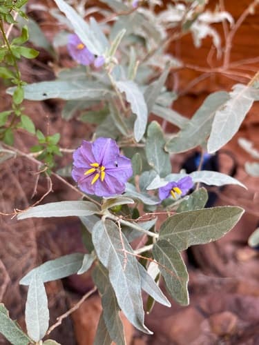 Solanum pycnotrichum