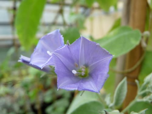 Jacquemontia chrysanthera