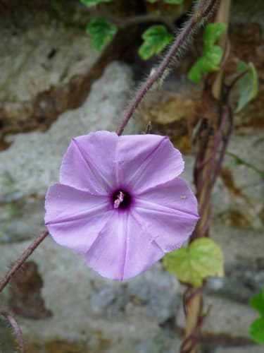 Ipomoea aitonii