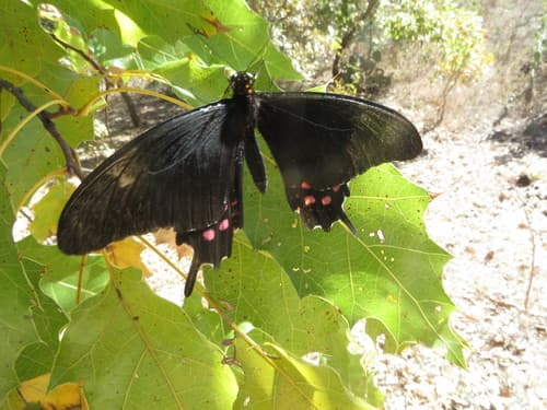 Heraclides pharnaces