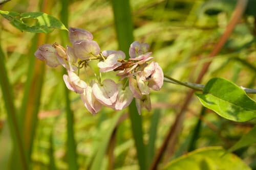 Calycobolus sericeus