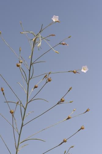 Convolvulus rottlerianus