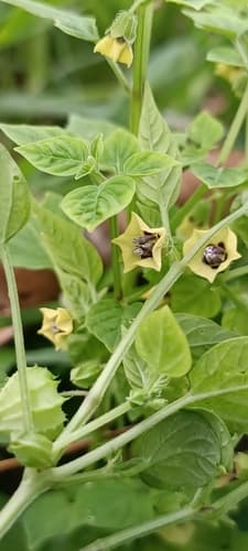 Dwarf Groundcherry