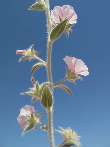 Convolvulus spicatus