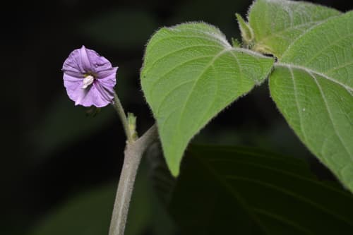 Lycianthes michaelneei