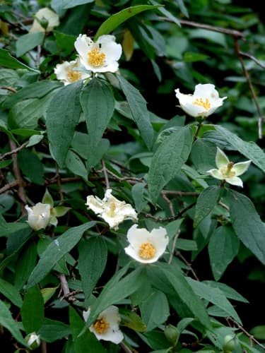 Philadelphus calcicola