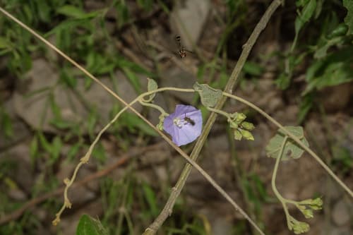Jacquemontia lorentzii