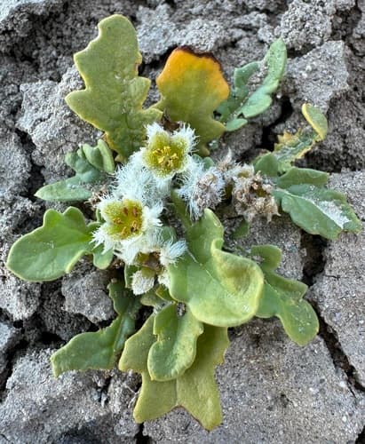 Jaborosa chubutensis