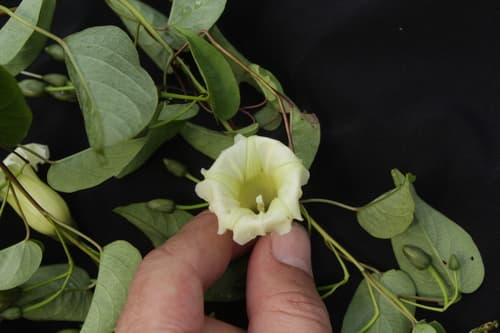 Ipomoea syringifolia