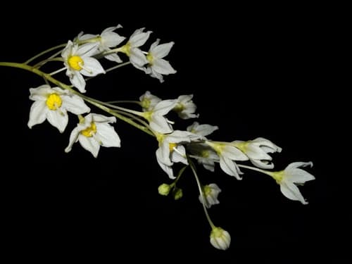Solanum campaniforme