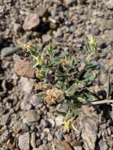 Candelaria Blazingstar