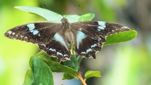 Papilio manlius