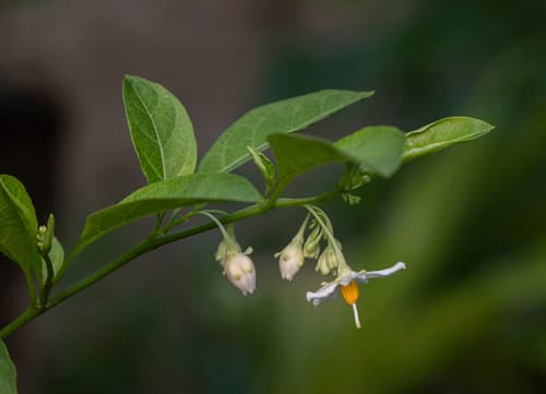 Solanum caavurana