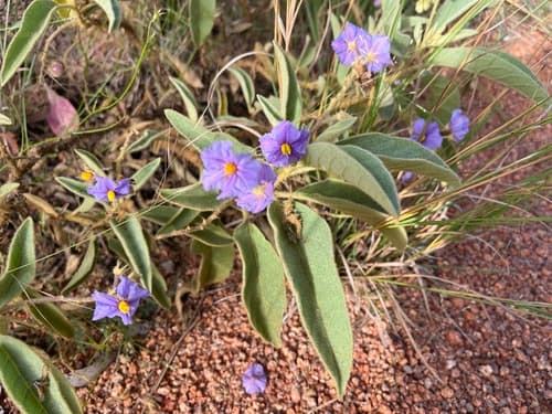 Solanum crebrispinum