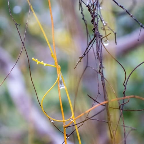 Cuscuta insquamata