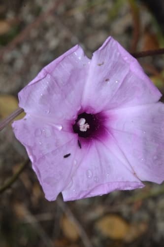 Ipomoea cearensis
