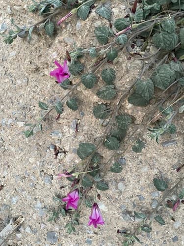 Convolvulus pitardii
