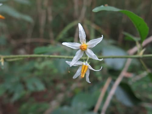 Solanum lanceifolium