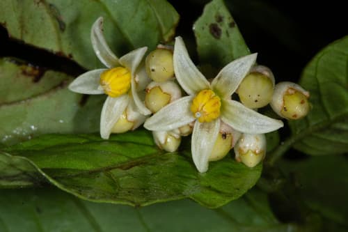 Solanum crassinervium