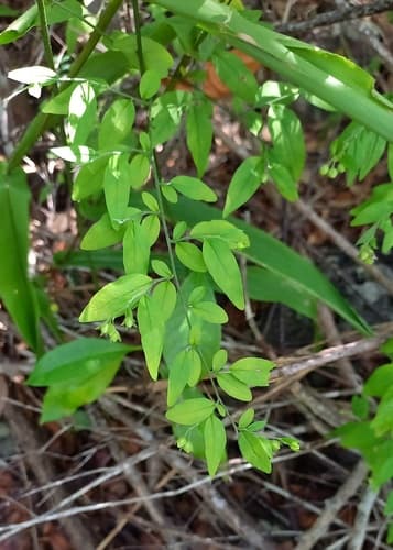 Evolvulus phyllanthoides