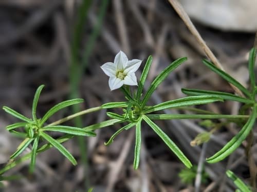 Edwards Plateau morning-glory