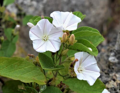 Convolvulus fernandesii