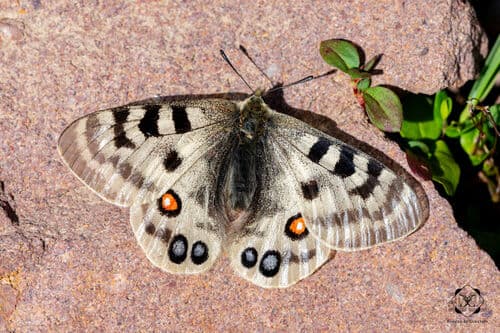 Parnassius imperator