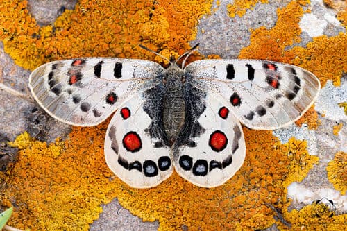 Parnassius szechenyii