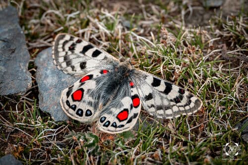 Parnassius przewalskii
