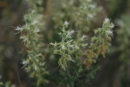 Desert Sandpaper Plant