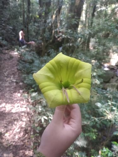 Dyssochroma longipes