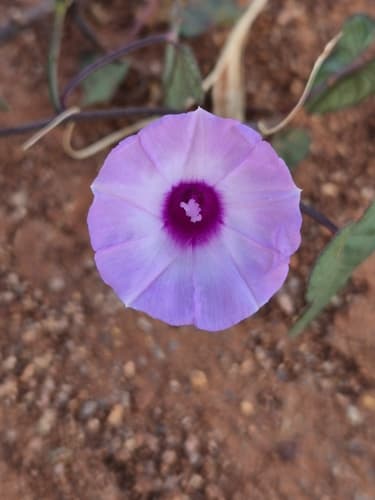 Ipomoea cynanchifolia