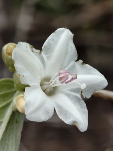Argyreia pseudosolanum