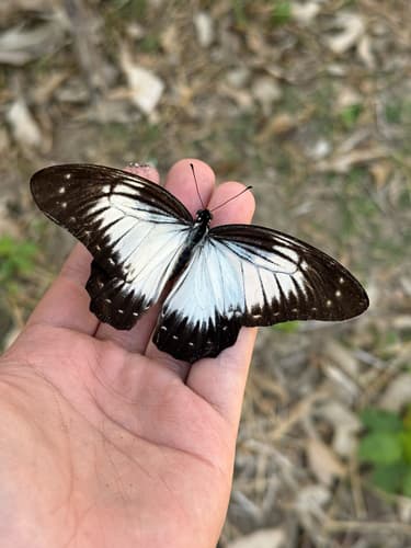 Graphium encelades