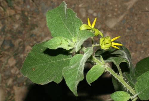Solanum talarense