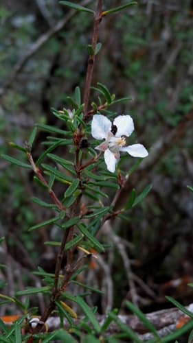 Fendlera tamaulipana