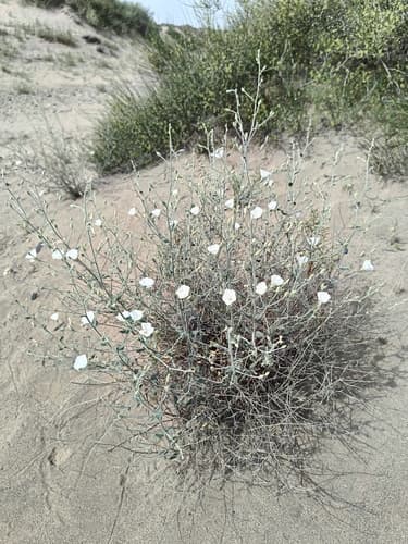 Convolvulus divaricatus