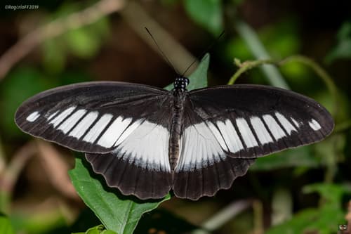Mimetic Swallowtail