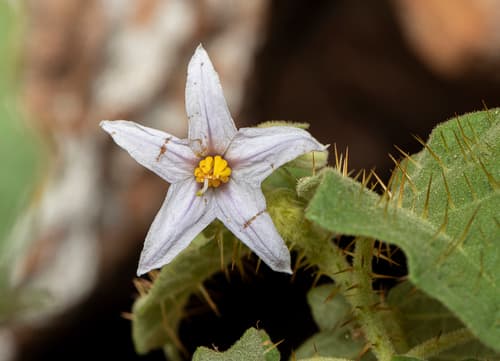 Solanum jabrense