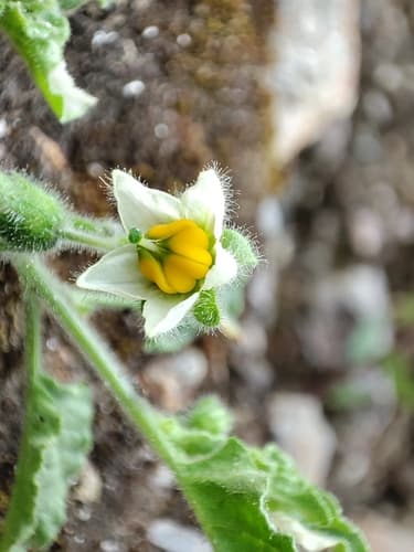 Solanum anomalostemon
