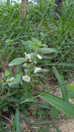 Solanum turneroides
