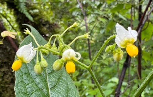 Solanum zuloagae