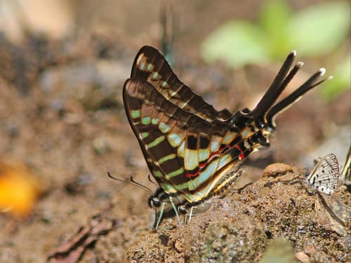 Graphium bouyeri