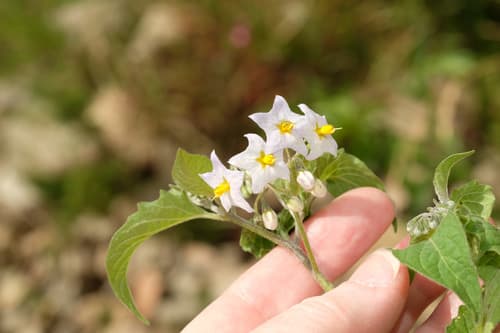 Solanum arequipense