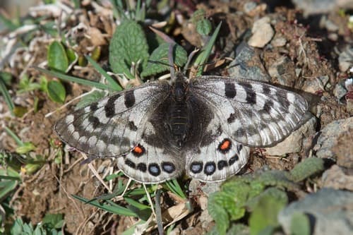 Parnassius cephalus