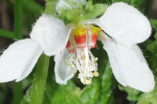 Blumenbachia hieronymi