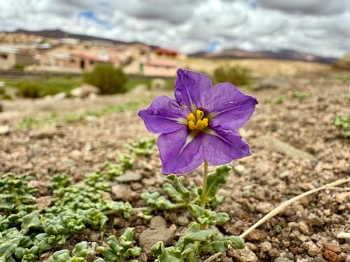Solanum sinuatirecurvum